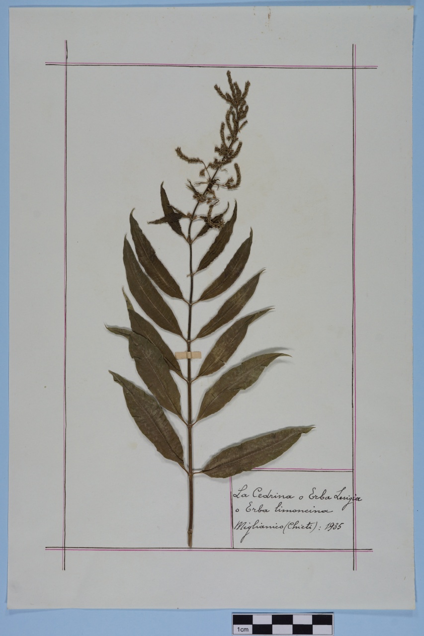 campione (1935/01/01 - 1935/12/31)