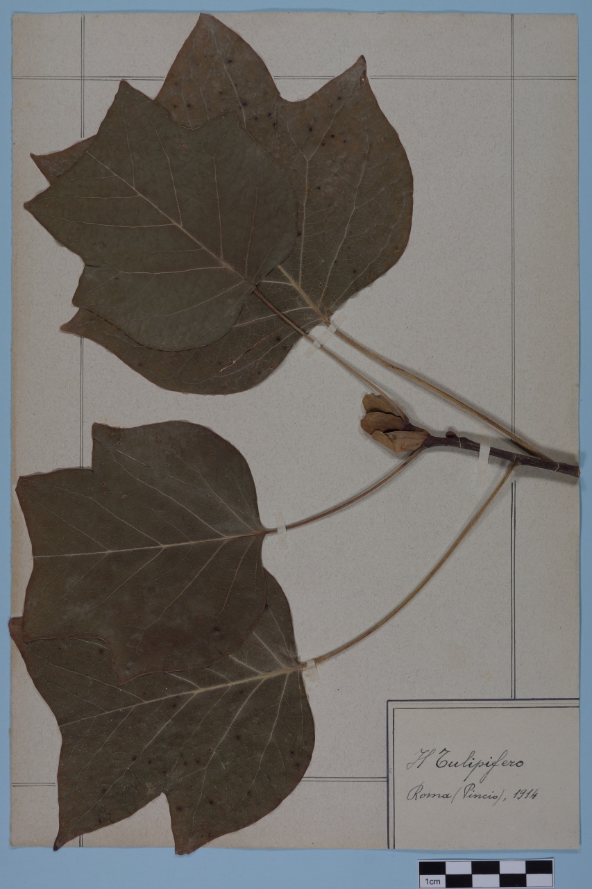 campione (1914/01/01 - 1914/12/31)