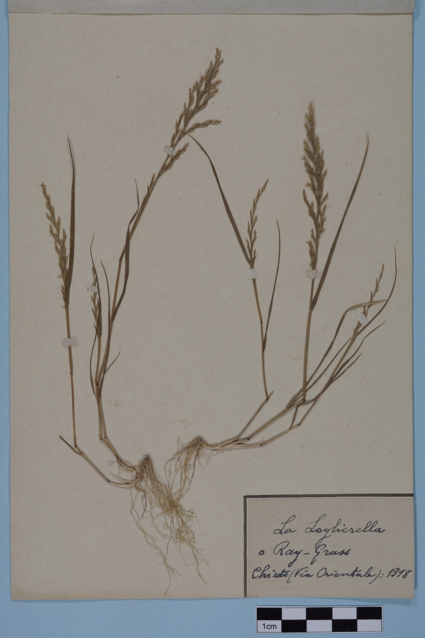 campione (1918/01/01 - 1918/12/31)