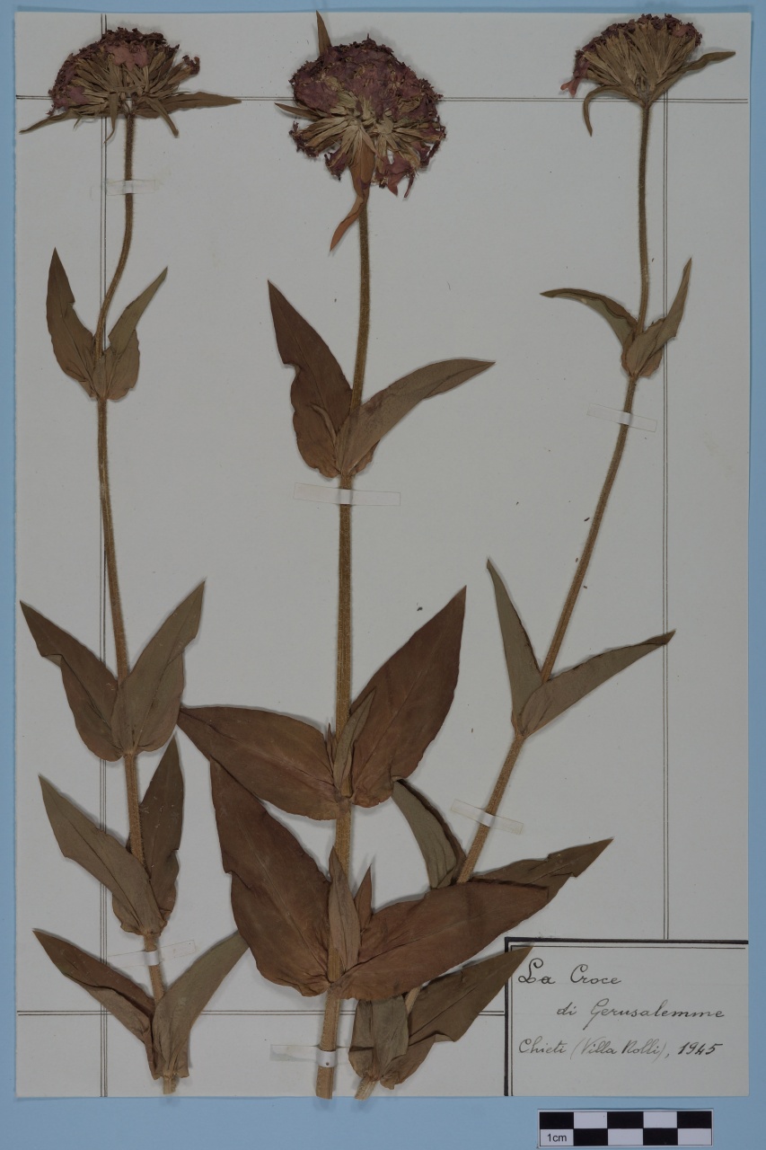 campione (1945/01/01 - 1945/12/31)