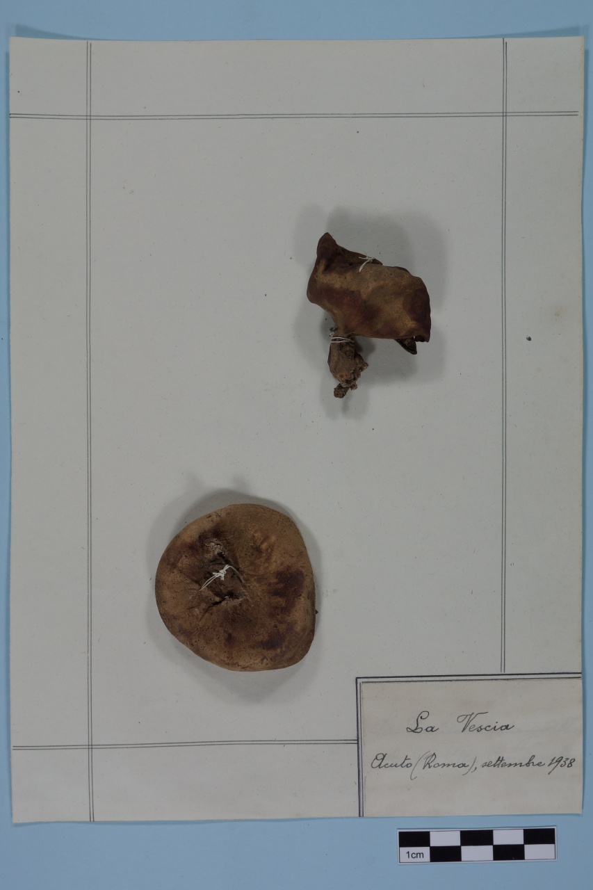 campione (1938/09/01 - 1938/09/30)