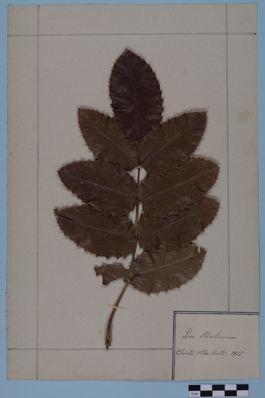 campione (1915/01/01 - 1915/12/31)