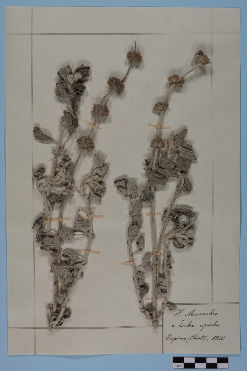 campione (1940/01/01 - 1940/12/31)