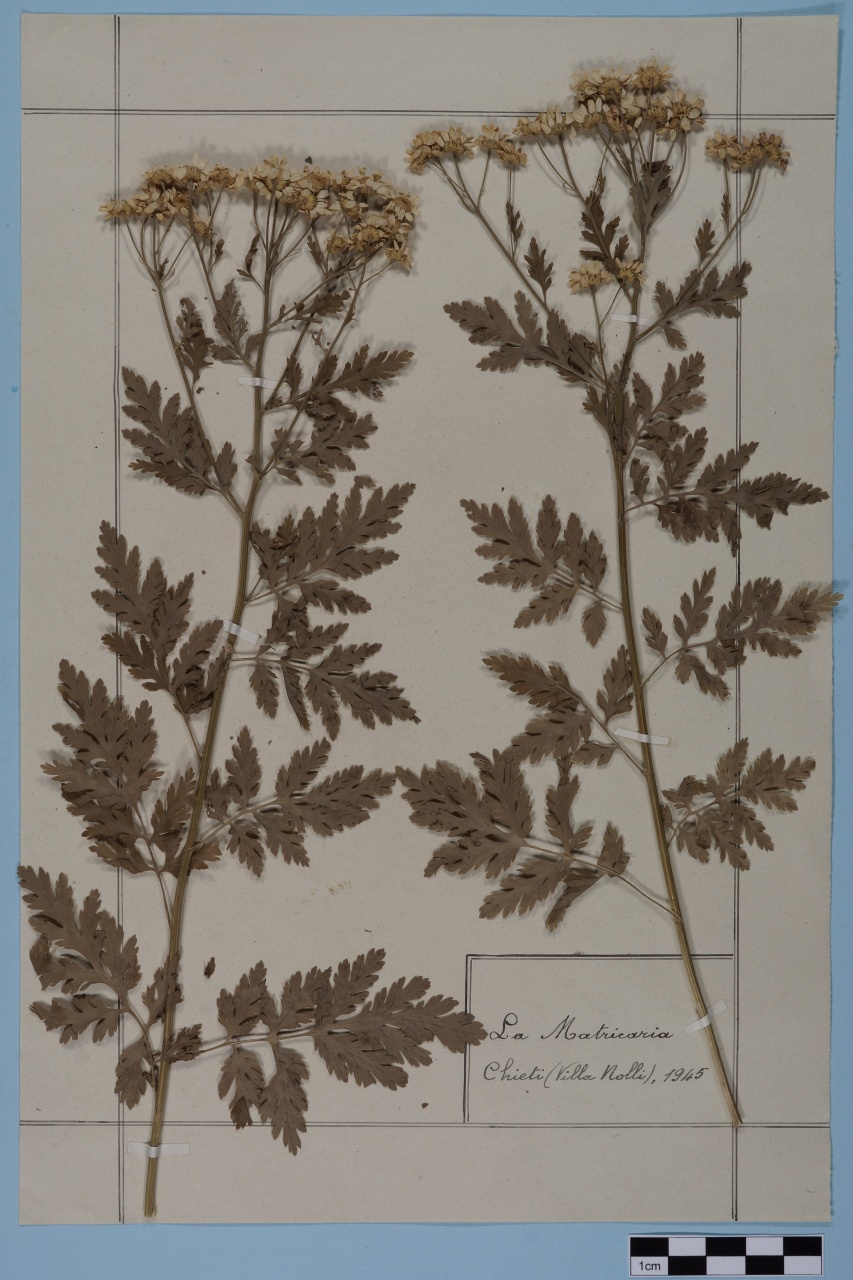 campione (1945/01/01 - 1945/12/31)