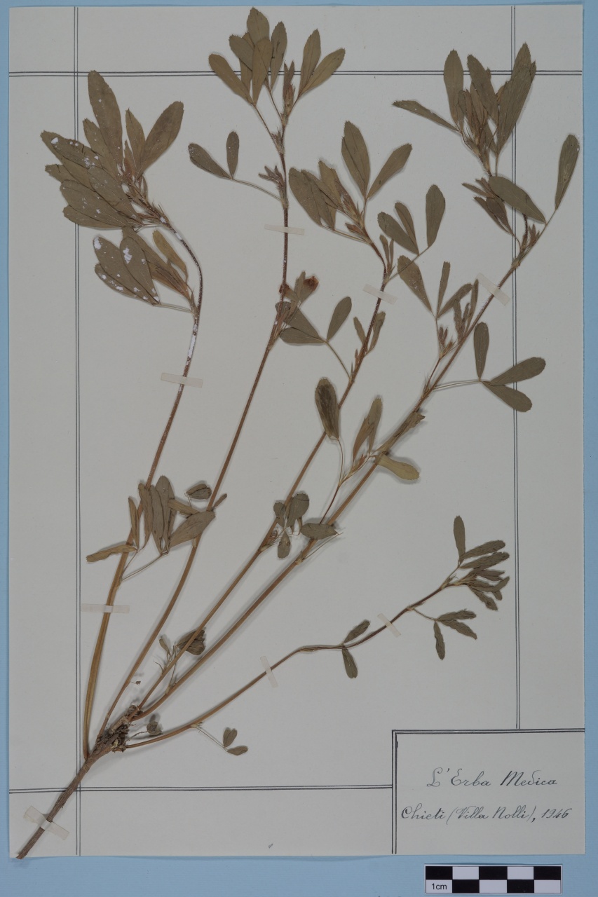 campione (1946/01/01 - 1946/12/31)