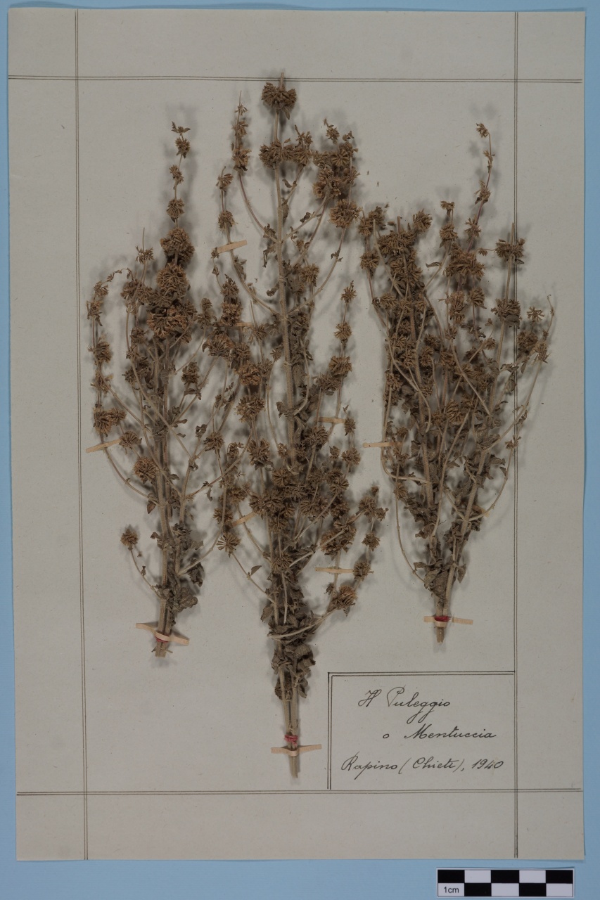 campione (1940/01/01 - 1940/12/31)