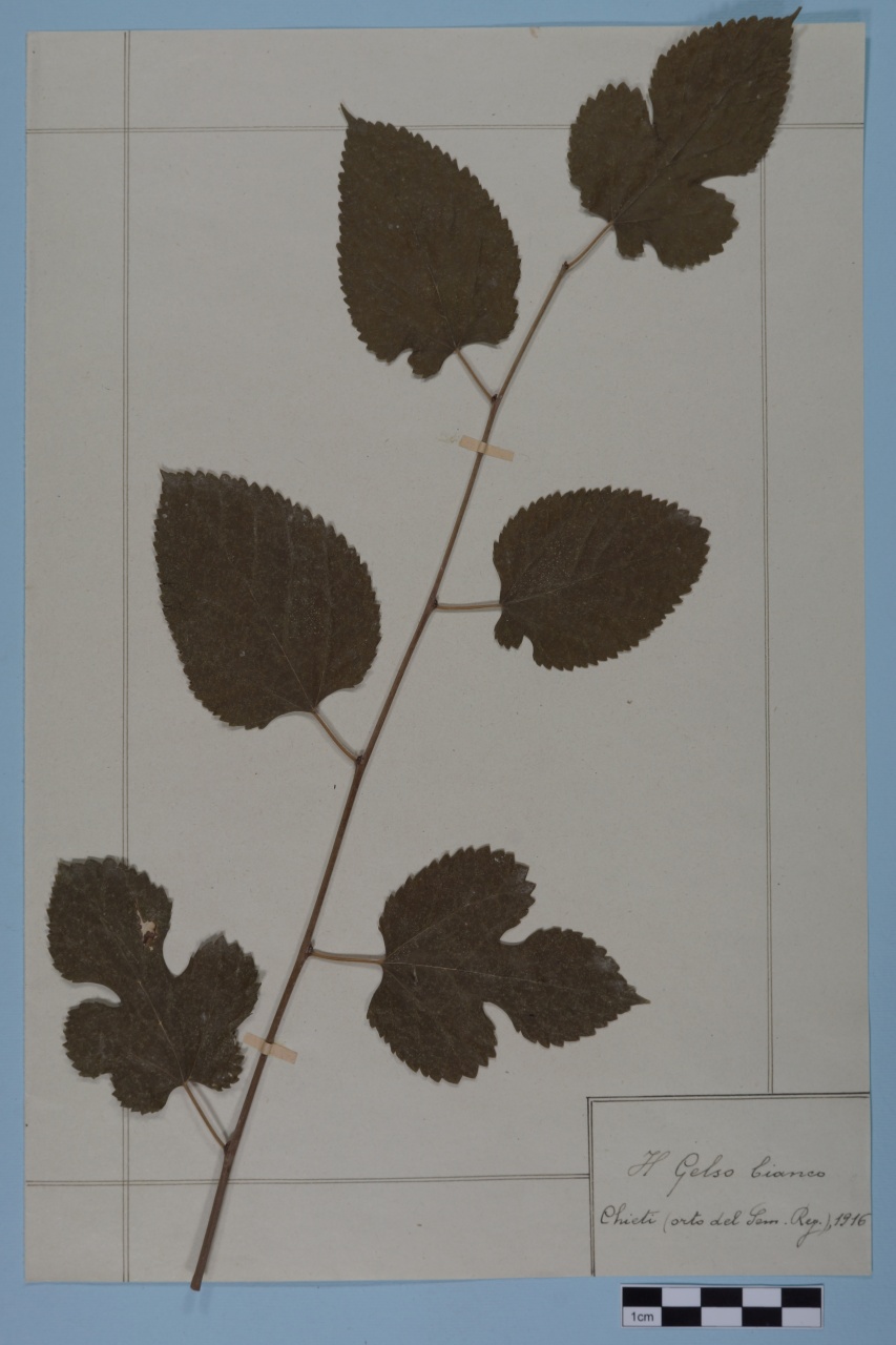 campione (1916/01/01 - 1916/12/31)