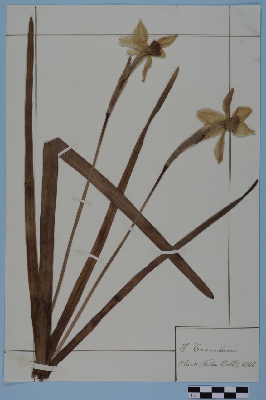 campione (1943/01/01 - 1943/12/31)