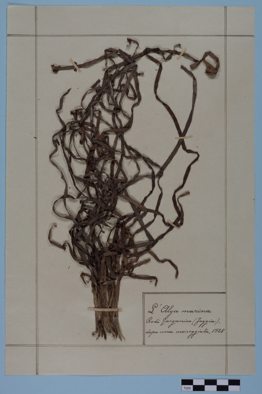 campione (1928/01/01 - 1928/12/31)