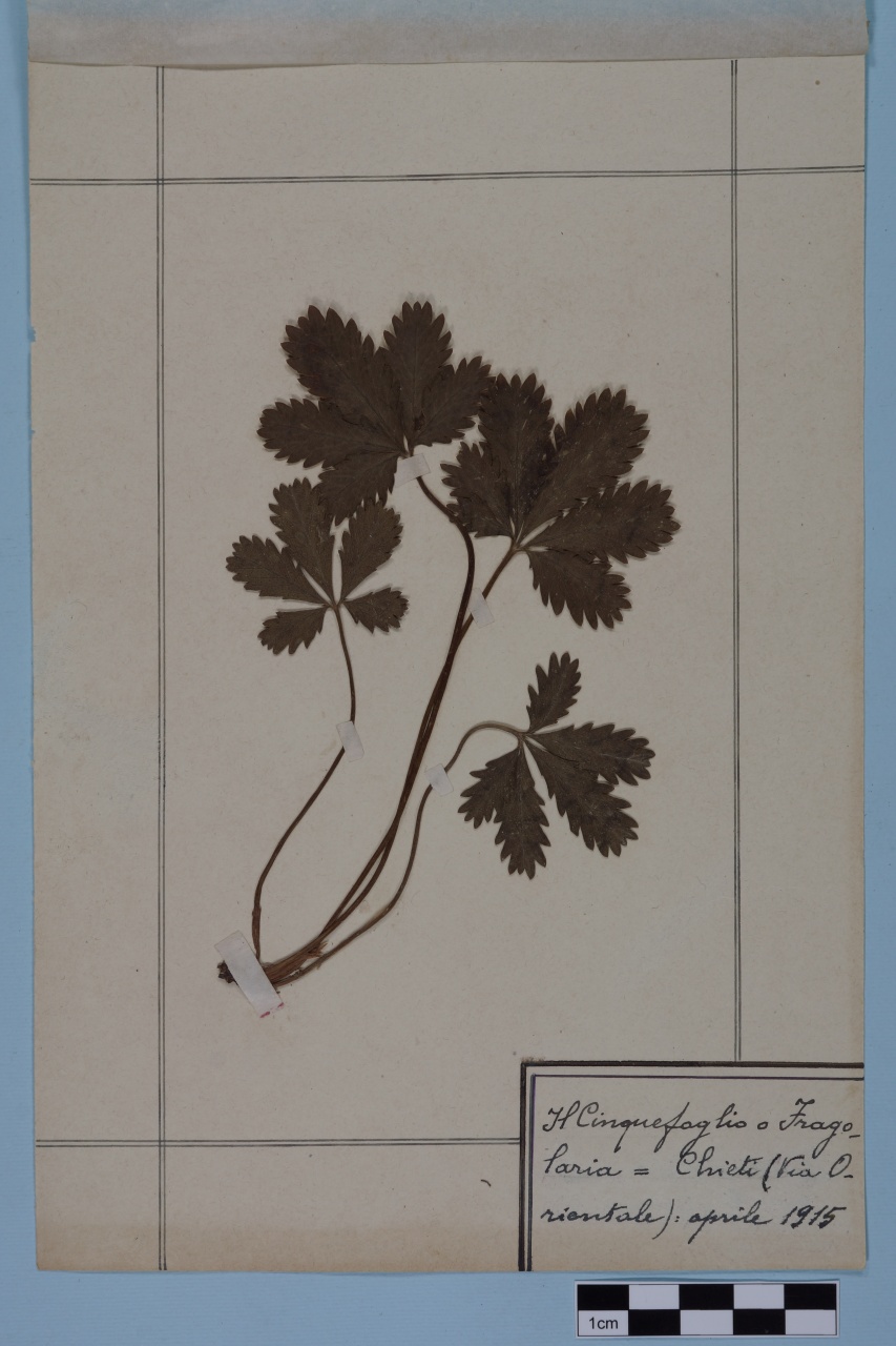 campione (1914/04/01 - 1914/04/30)