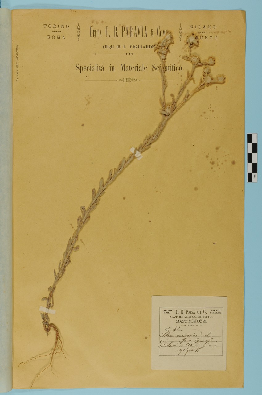 campione (1888/06/01 - 1888/06/30)