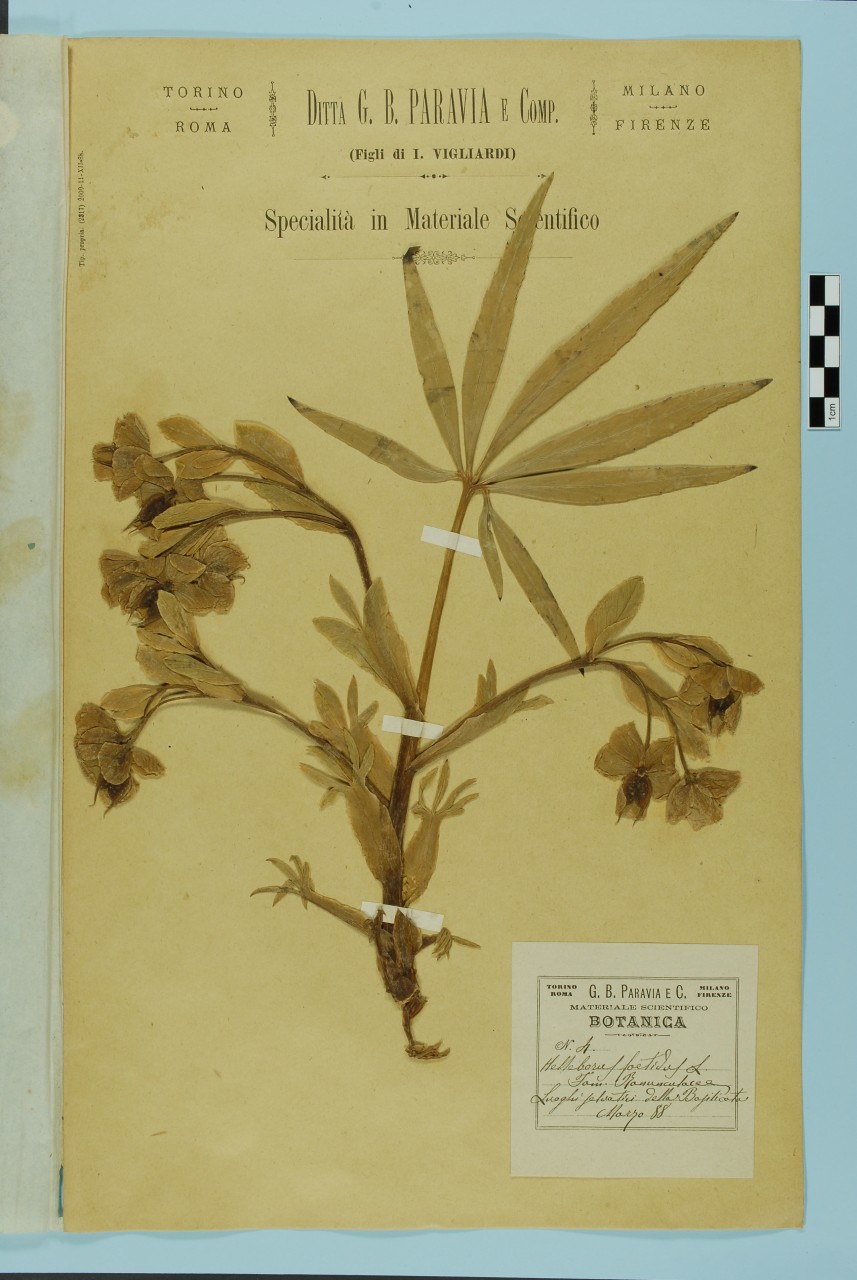 campione (1888/03/01 - 1888/03/31)