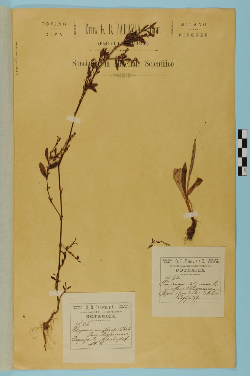 campione (1888/09/01 - 1888/09/30)