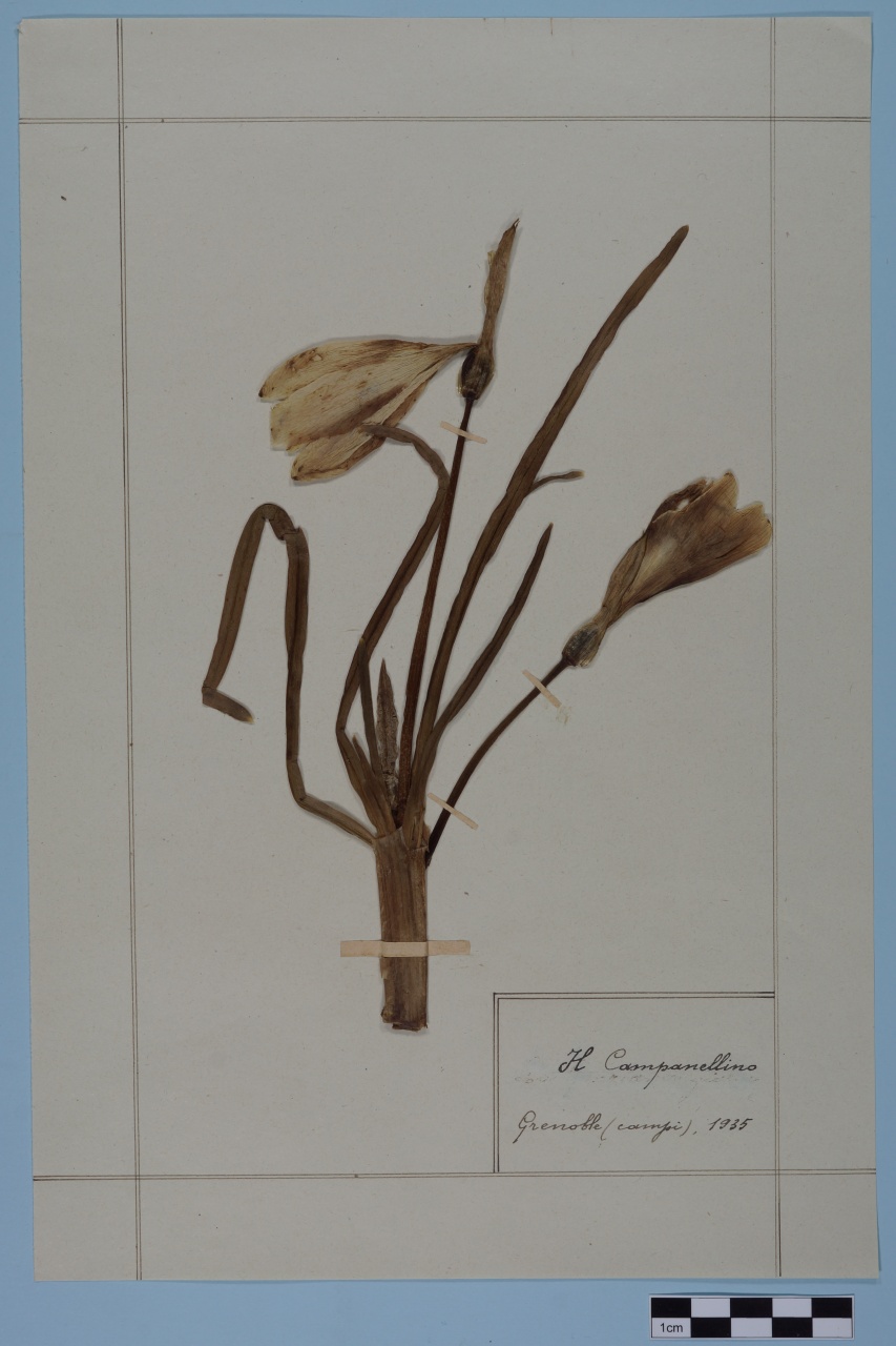 campione (1935/01/01 - 1935/12/31)