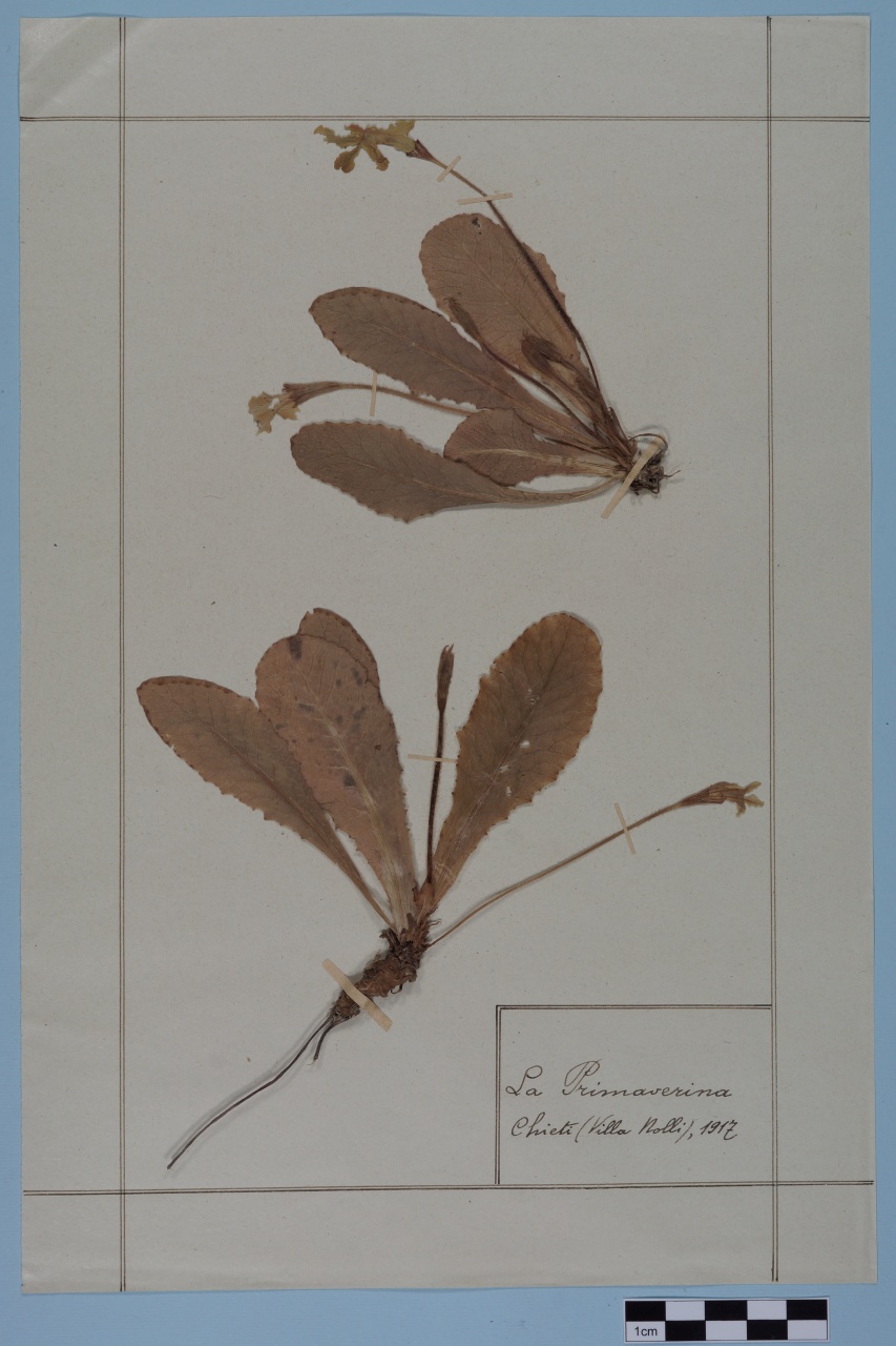 campione (1917/01/01 - 1917/12/31)