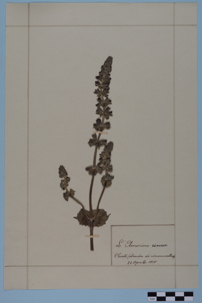 campione (1915/04/23)