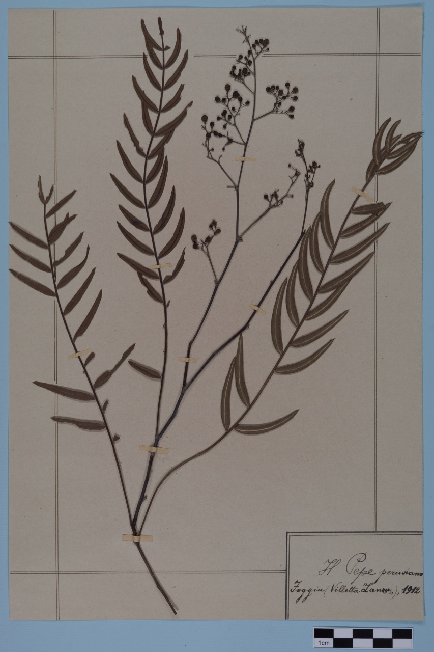 campione (1912/01/01 - 1912/12/31)