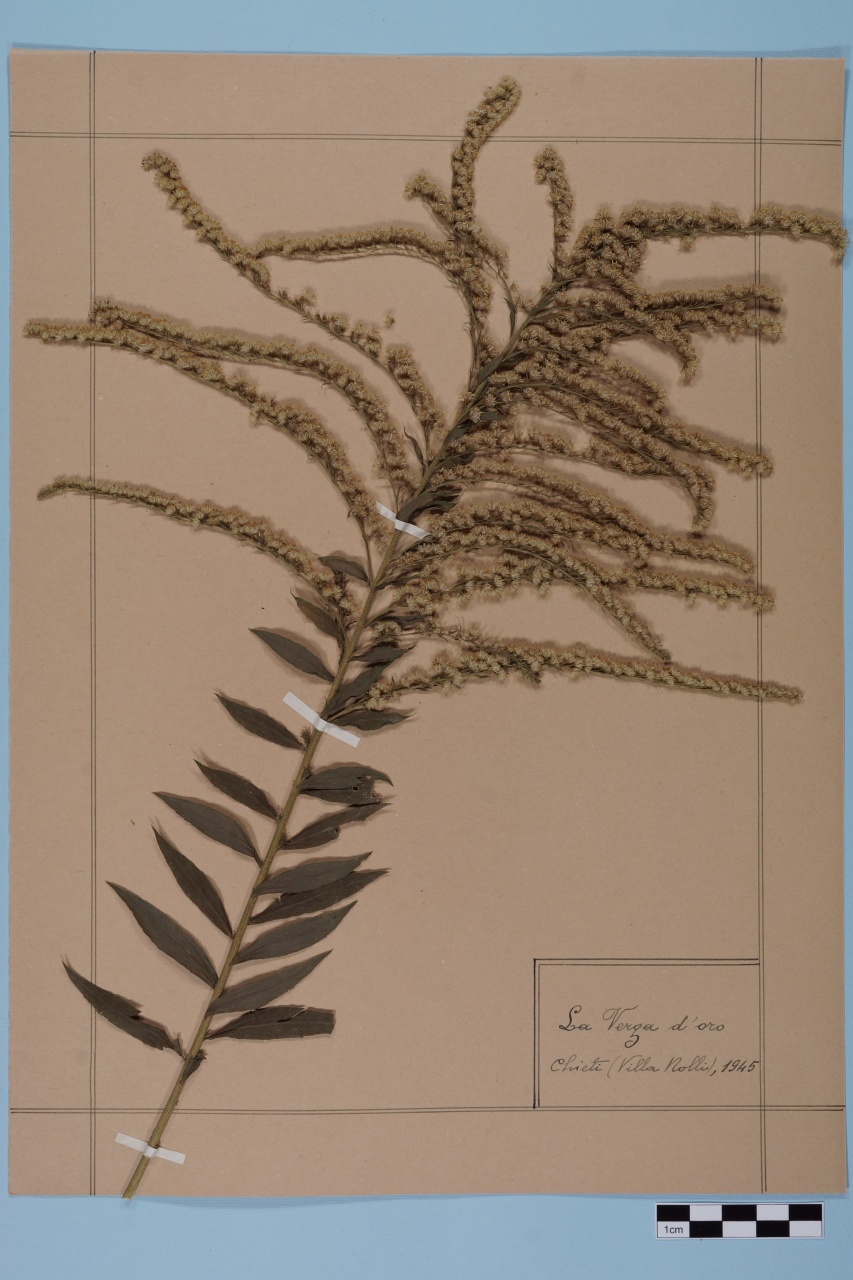 campione (1945/01/01 - 1945/12/31)