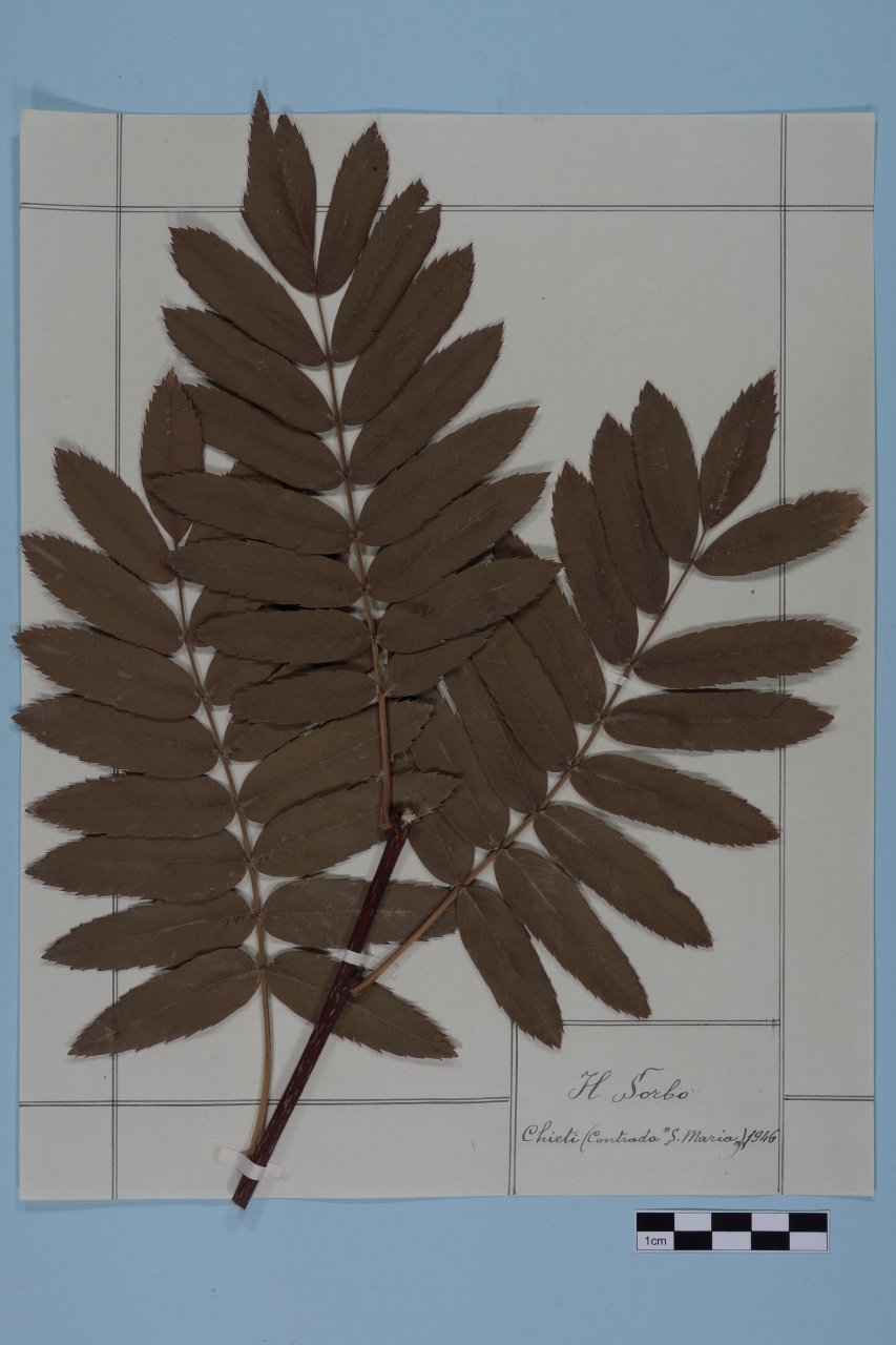 campione (1946/01/01 - 1946/12/31)