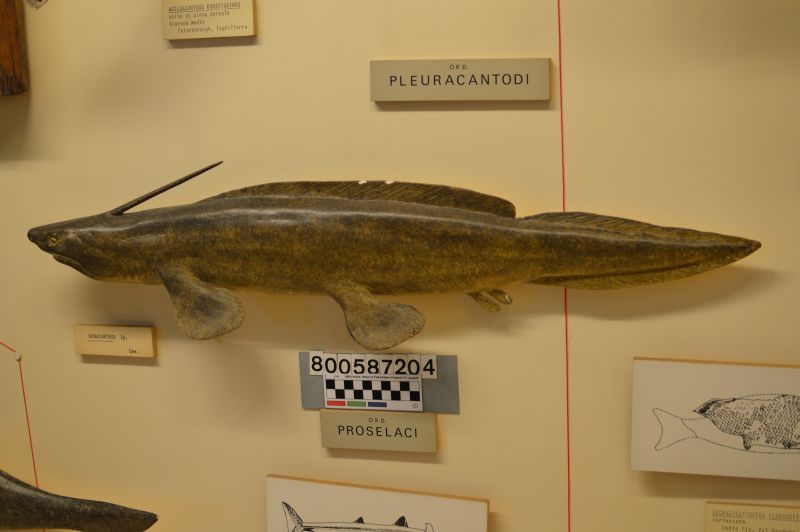 ricostruzione (Xenacanthus sp, esemplare)
