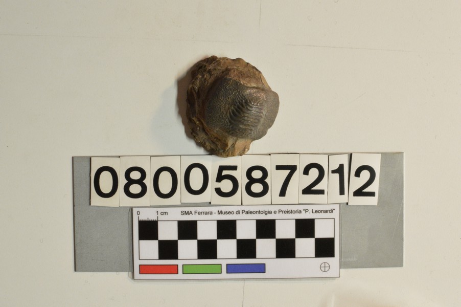 fossile (Ptychodus mammillaris)