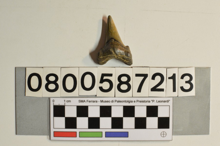 fossile (Otodus obliquus, esemplare)