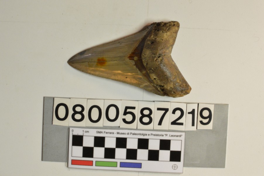 fossile (Carcharodon megalodon, esemplare)