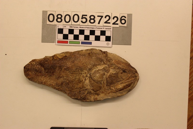 fossile (Rhacolepis sp)