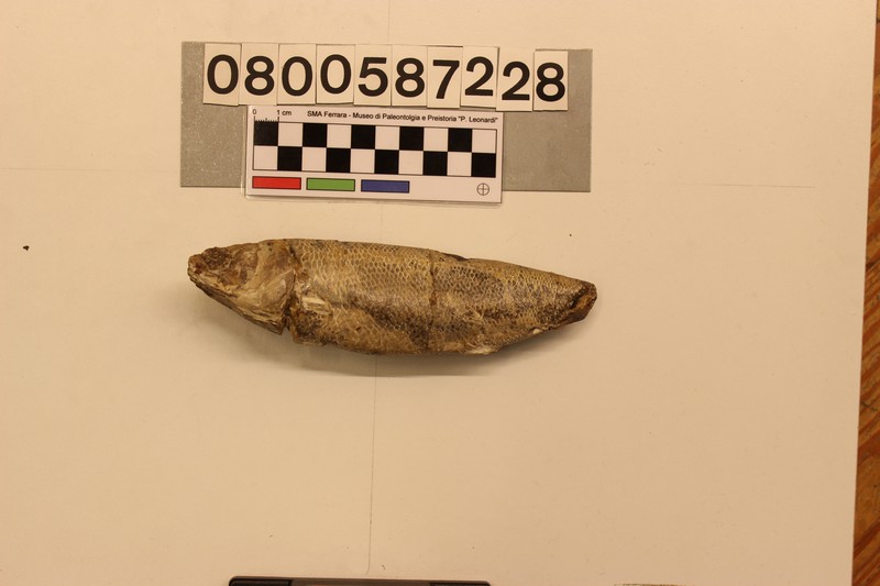 fossile (Rhacolepis sp, esemplare)