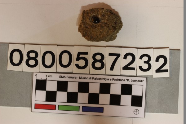 fossile (Lepidotus latifrons, esemplare)