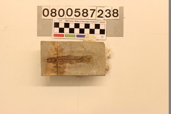 fossile (Gobius sp, esemplare)