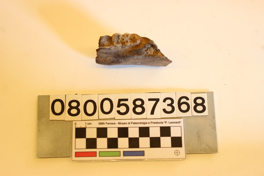 fossile (Sus brachygnathus, esemplare)