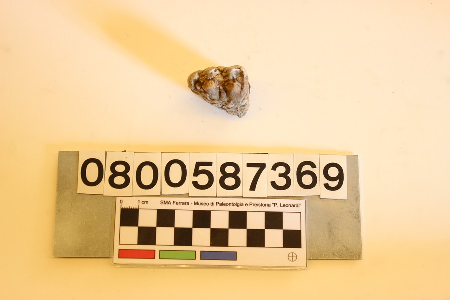 fossile (Sus macrognathus, esemplare)