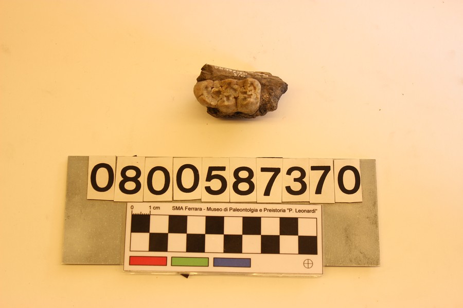 fossile (Sus macrognathus, esemplare)