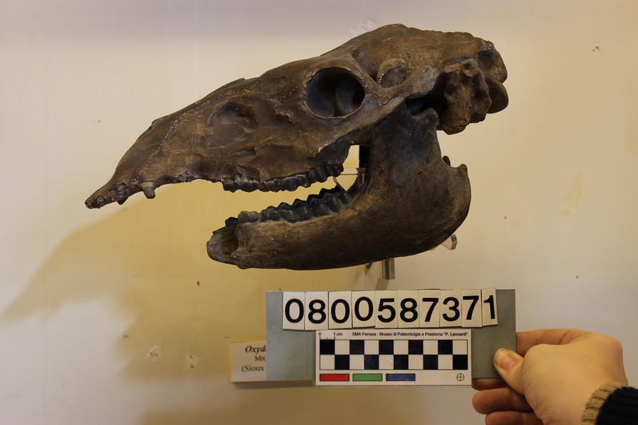 replica (modello) (Oxydactylus longipes, esemplare)