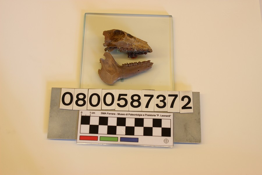 fossile (Caenotherium laticurvatum, esemplare)
