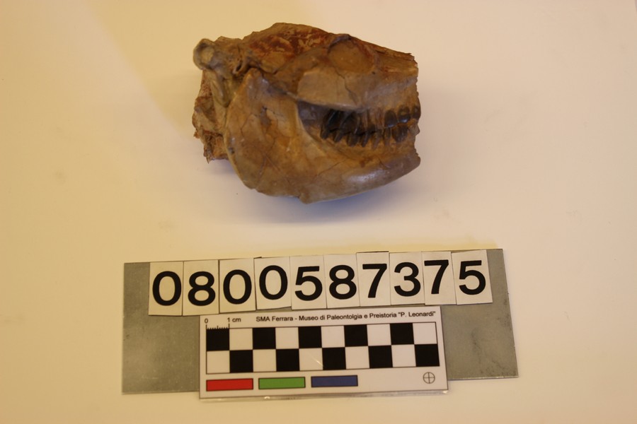 fossile (Leptauchenia decora, esemplare)