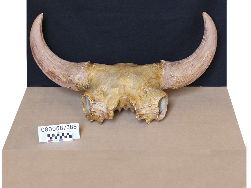 replica (modello) (Bison shoetensaki, esemplare)