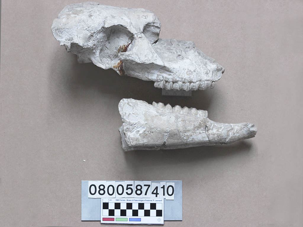 fossile (Hipparion gracile, cranio e mandibola, serie)