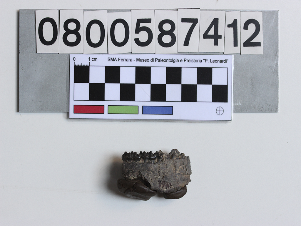 fossile (Hyracotherium boreale, frammento mascella, esemplare)