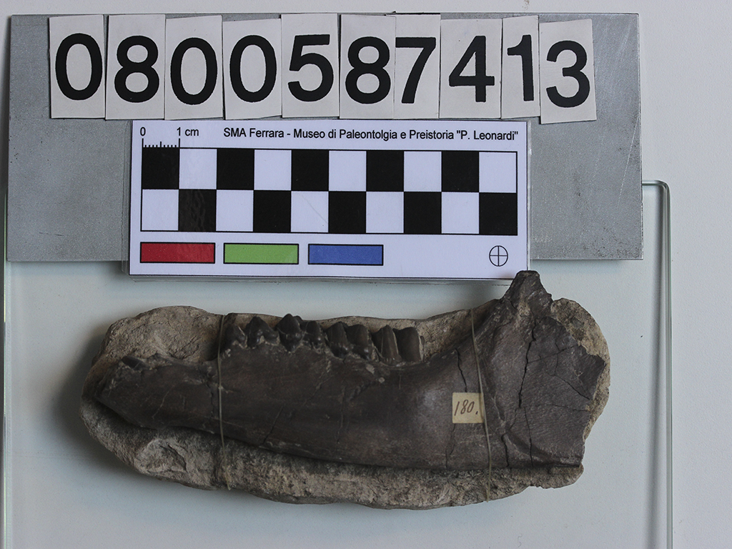 fossile (Plagiolophus annectens, mascellare, esemplare)