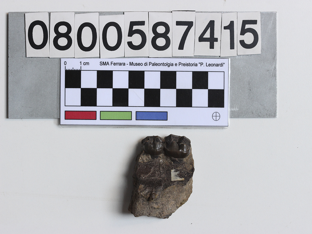 fossile (Palaeotherium crassum, mascellare, esemplare)