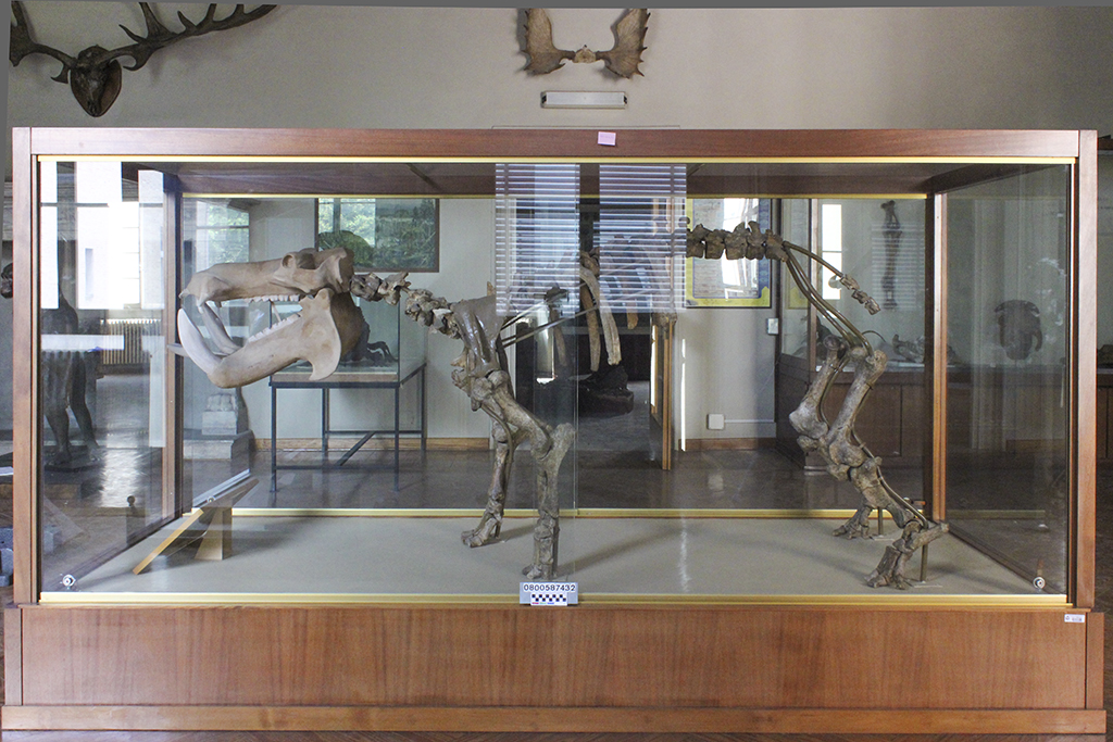 fossile (Hippopotamus pentlandi scheletro completo, esemplare)