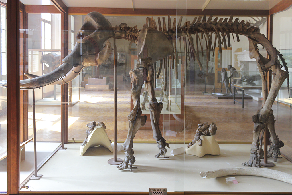 fossile (Elephas mnaidriensis, esemplare)