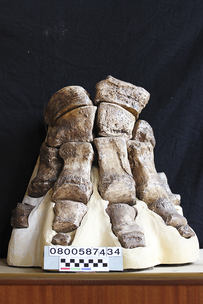 replica (modello) (Mammuthus meridionalis mano, esemplare)