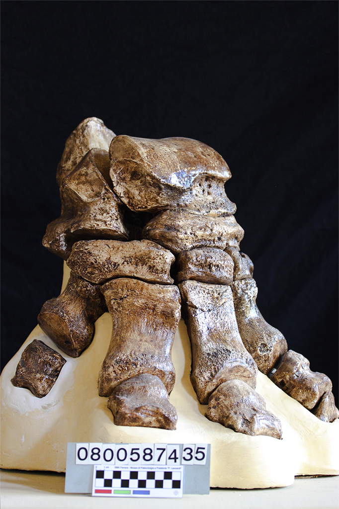 replica (modello) (Mammuthus meridionalis piede, esemplare)