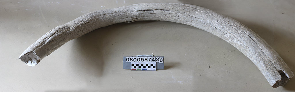 fossile (Mammuthus primigenius difesa, esemplare)