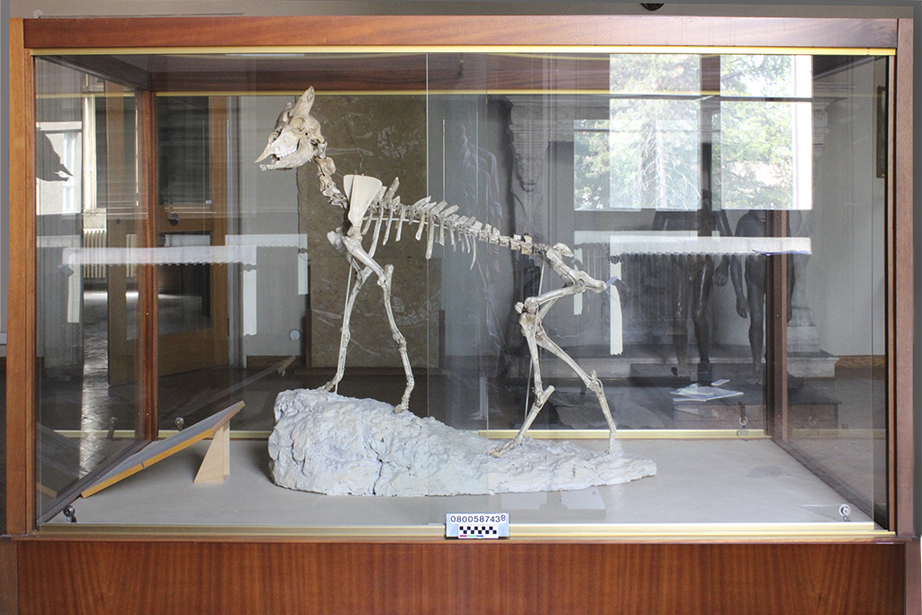 fossile (Capra ibex esemplare intero, esemplare)