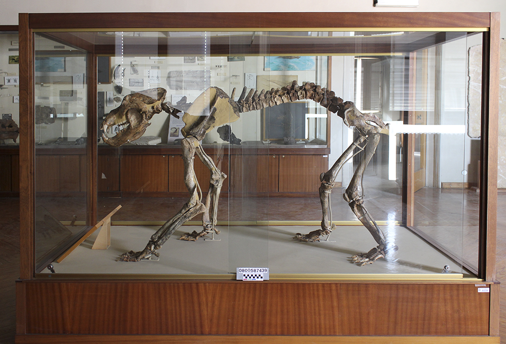 fossile (Ursus spelaeus, esemplare intero, esemplare)