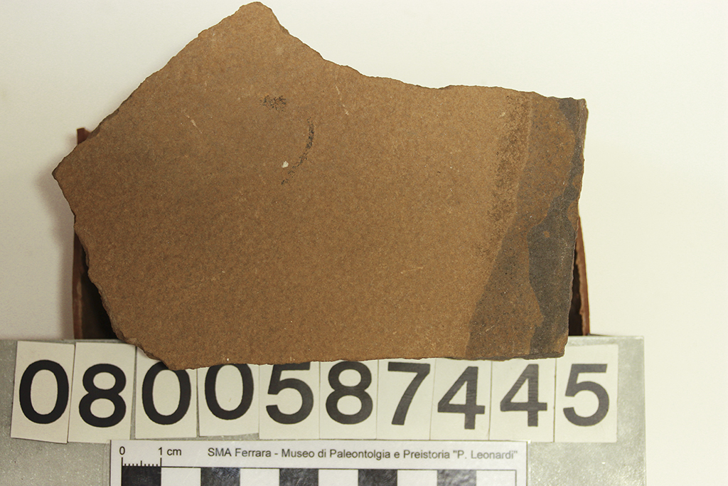 fossile (Palaeospondylus gunni, impronta su lastra, esemplare)